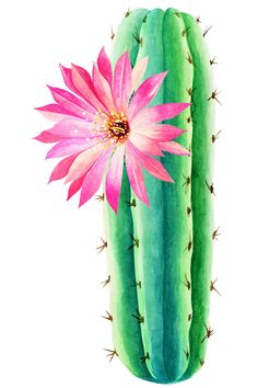 Beautiful succulents. Красивые суккуленты. PNG. Flower Drawing Tutorials, Cactus Painting, Southwest Decor, Mexican Party, Leather Design, Flower Drawing, Drawing Tutorial, Painted Rocks, Cactus