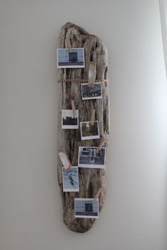 a piece of driftwood with pictures pinned to it