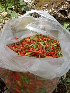 plastic bags filled with red and green peppers on the ground in front of some trees