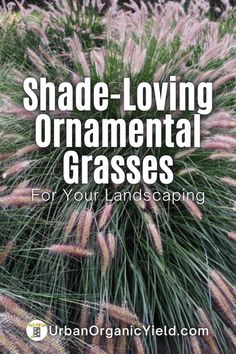 purple grass with text that reads shade - loving ornamental grasses for your landscaping