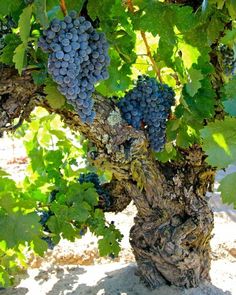 grapes are growing on the vine in an outdoor area with sand and grass around them