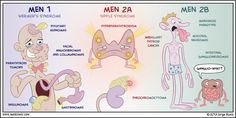 an image of men and women in different stages of their life cycle, including the stomach