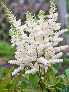 white flowers are growing in the garden