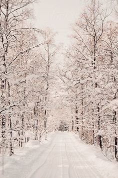 a snowy road surrounded by trees and snow covered ground