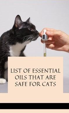 a black and white cat sitting on top of a table next to a sign that says, list of essential oils that are safe for cats