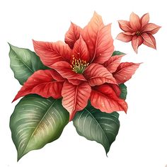 a red poinsettia with green leaves and buds on a white background is featured in this watercolor painting