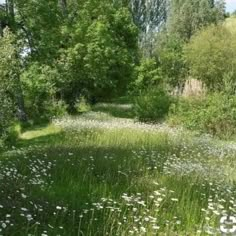 a grassy field with white flowers and trees in the background, surrounded by tall grass