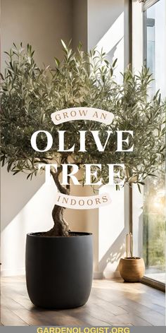 an olive tree in a pot with the words grow an olive tree indoors