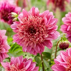 pink flowers are blooming in the garden