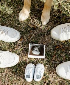 four pairs of white shoes sitting in the grass next to a dog's paw