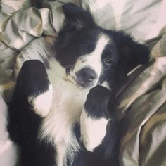 a black and white dog laying on top of a bed covered in sheets with his paws up