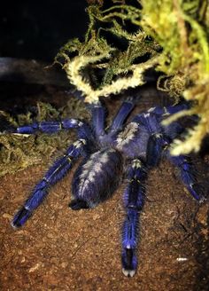 a large blue spider sitting on top of a dirt ground next to some plants and moss