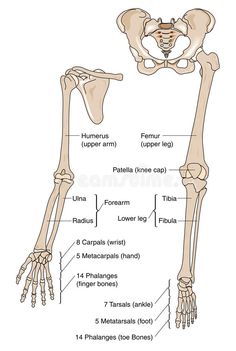 the human skeleton and its major bones, including the lower limbs stock photo - 5479