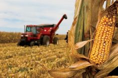 an ear of corn is in the foreground with a red tractor in the background