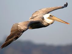 a pelican flying through the air with its wings spread