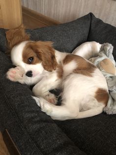 a brown and white dog laying on top of a couch