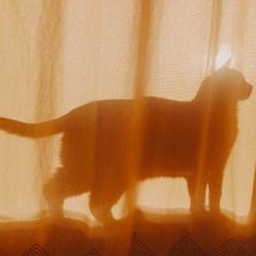 a cat is standing in front of a curtain with the light coming through it's shadow