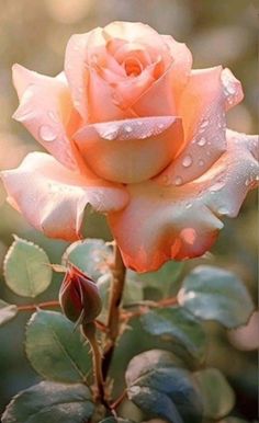 a pink rose with water droplets on it