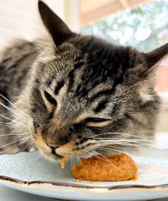 a cat eating food off of a white plate