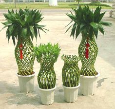 three potted plants in the shape of pineapples