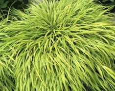 the large green plant is growing in the garden