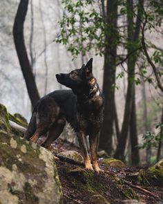 a black and brown dog standing on rocks in the woods