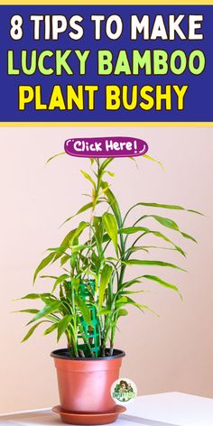 a potted bamboo plant with the words 8 tips to make lucky bamboo plant bushy