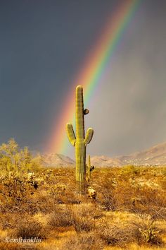 a large cactus with a rainbow in the background