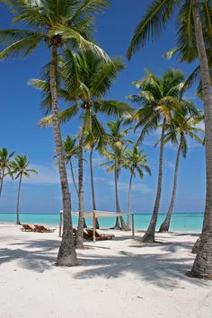 palm trees line the beach with clear blue water