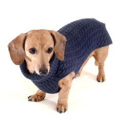 a brown dog wearing a blue sweater and looking at the camera while standing in front of a white background