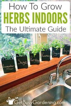 the ultimate guide to growing herbs indoors in your kitchen or living room, including indoor plants