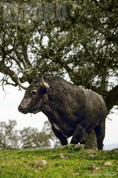 a black bull standing on top of a lush green field next to a tree with large horns