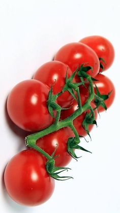 five tomatoes on the vine ready to be picked