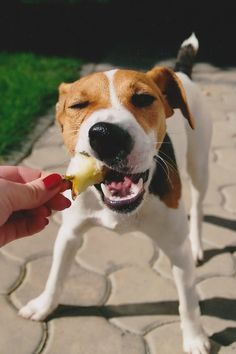 a person feeding a dog something with its mouth and tongue, while standing on a brick walkway