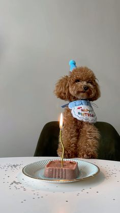 a brown dog sitting on top of a white table next to a piece of cake