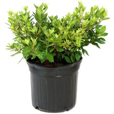 a potted plant with green leaves is shown in front of a white background,