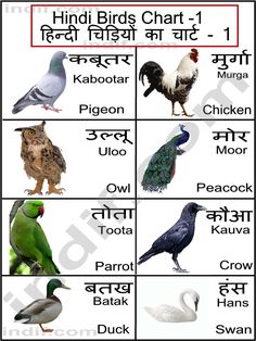 birds that are in different languages