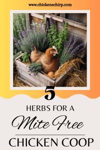 a chicken sitting in a wooden box with lavenders and other plants on the side