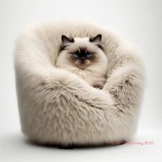 a cat is sitting in a fluffy white chair with blue eyes and long fur on it's back