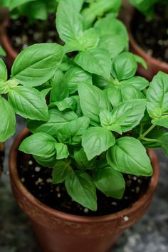 several potted plants with green leaves in them