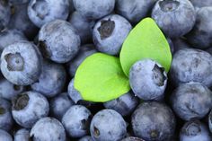 a green leaf sitting on top of blueberries