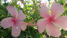 two pink flowers with green leaves in the background