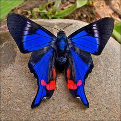 a blue and red butterfly sitting on top of a rock