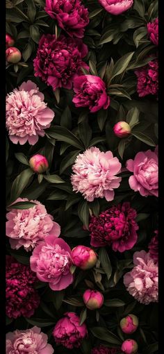 pink peonies and green leaves are arranged in this photo, with dark background