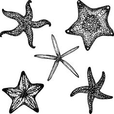 four starfishs are shown in black and white, vintage line drawing or engraving