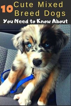 a dog sitting in the back seat of a car with blue eyes and text that reads, 10 cute mixed breed dogs you need to know about