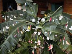 a banana tree with lots of fruit hanging from it's branches in front of a house