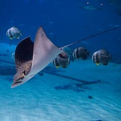 a manta ray swimming in the ocean with other fish