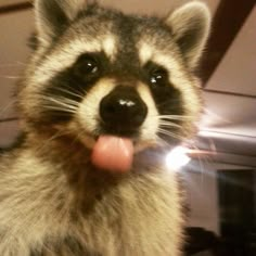 a raccoon sticking its tongue out with it's tongue hanging out