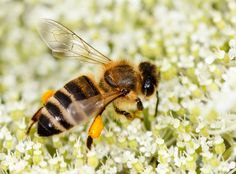 a close up of a bee on some white and yellow flowers with it's eyes closed